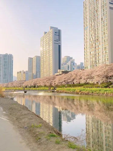 부산 만개한 벚꽃과 유채꽃 명소, 온천천