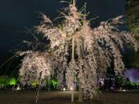 京都　SAKURA 桜めぐり❗️二条城のライトアップされた夜桜に感動❗️