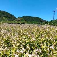 【滋賀 近江八幡】ラコリーナ近江八幡でジブリ体験✨