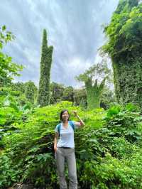 Searching for the Avatar Trees of Singapore