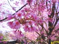 ทริปสีชมพูดอยขุนช่างเคี่ยน