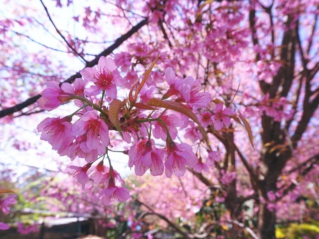 ทริปสีชมพูดอยขุนช่างเคี่ยน