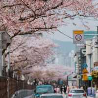 벚꽃 시즌에는 부산으로!