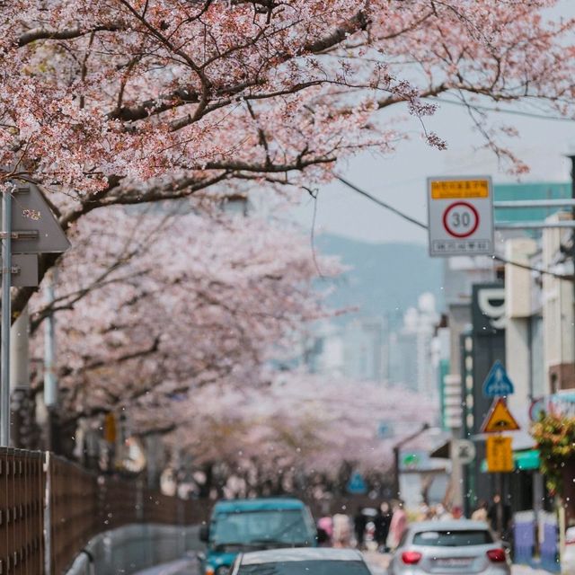 벚꽃 시즌에는 부산으로!