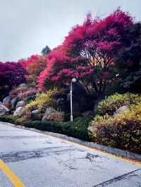 韓國最高顏值的大學