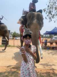 โลกของช้าง 🐘 สุรินทร์ซิตี้