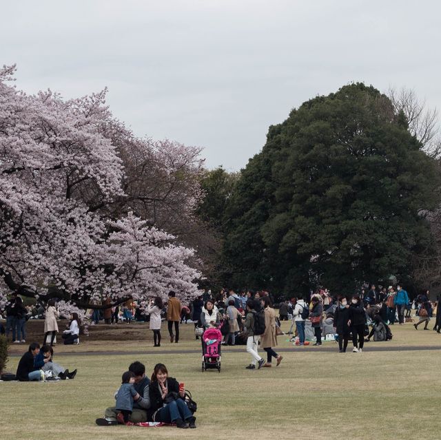 Sakura blooming 