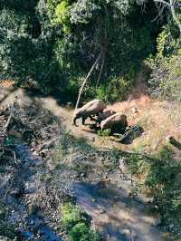 Wild Elephants Valley 