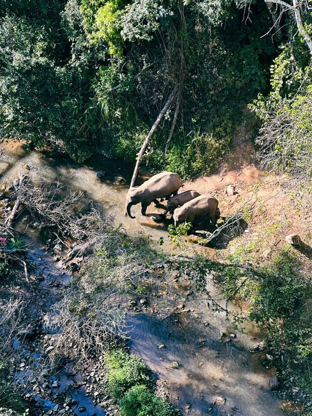 Wild Elephants Valley 