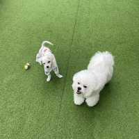 용인 애견동반 카페 🐶