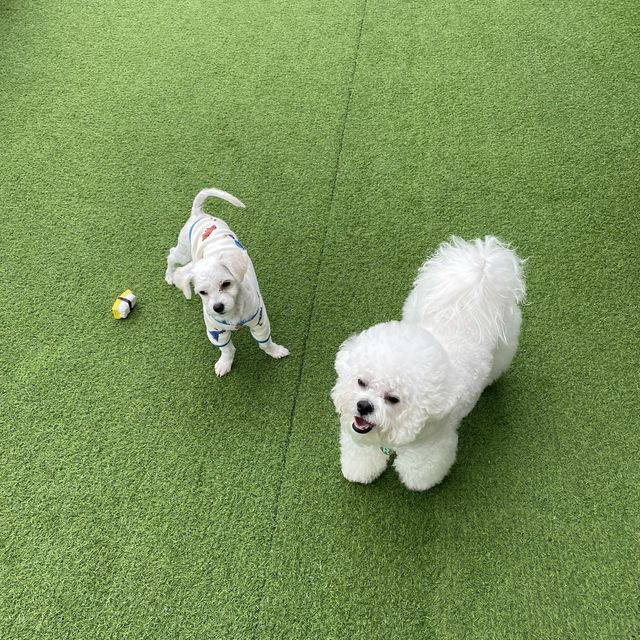용인 애견동반 카페 🐶