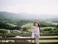 코리안 알프스, 대관령 양떼목장으로!🐑🌳