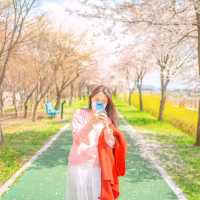동화같은 색감의 여주 벚꽃길🌸
