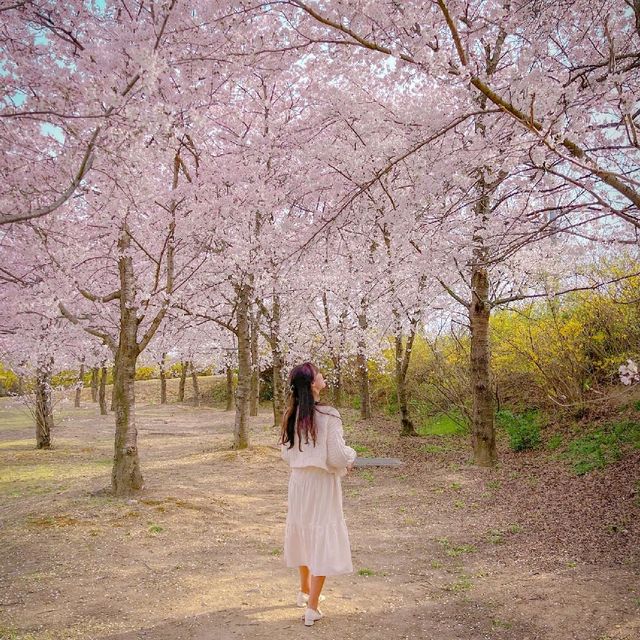 🌸경주 벚꽃 모음집 2탄!