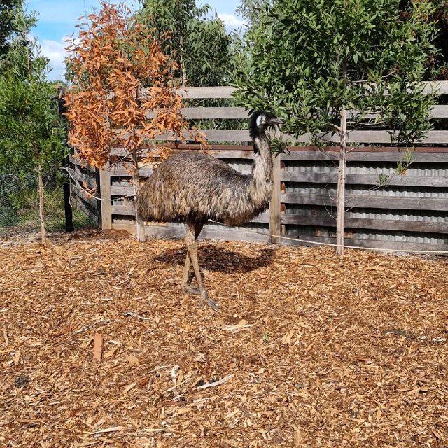 Close Encounters In Werribee