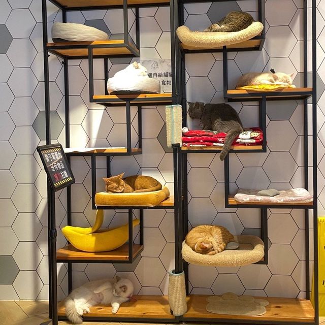 貓迷必到@工廈人氣小店！
