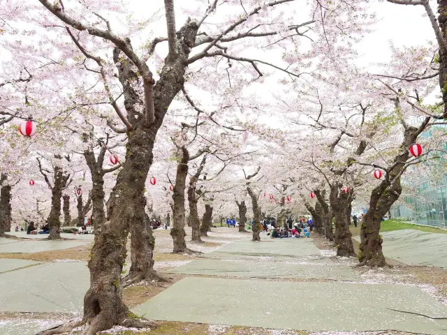 函館超靚五稜郭公園