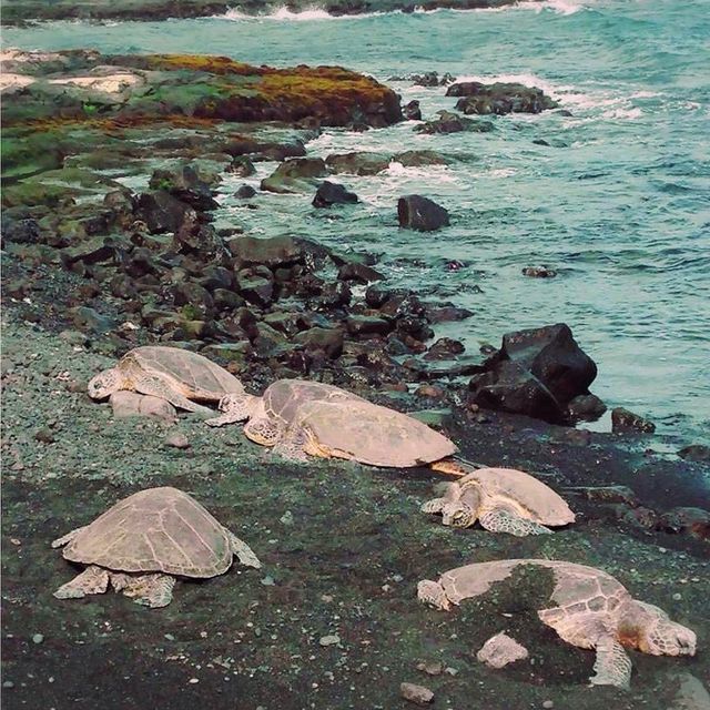在黑沙灘上看海龜睡覺🐢｜夏威夷祕境🏖️