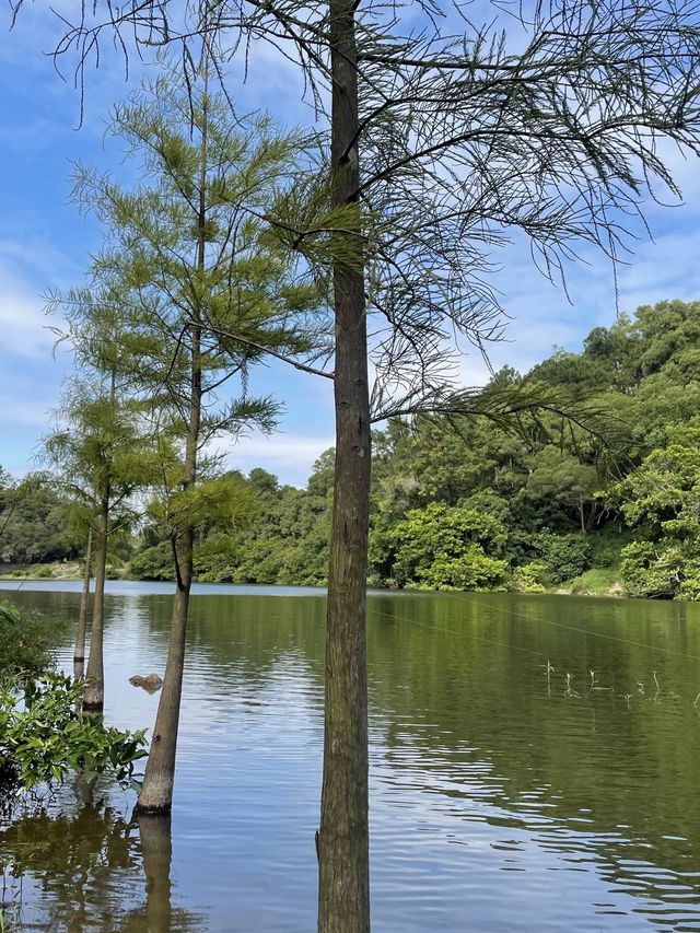 流水響水塘-行山新手也能輕鬆完成的路線