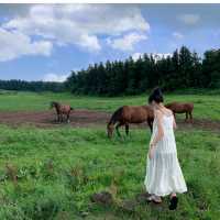 🐴 말과 함께 ‘성이시돌목장‘ 🐴
