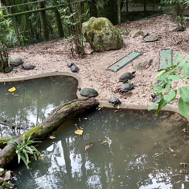 同小朋友去睇動物🤓