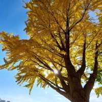 Asan Gingko Tree Road (은행나무길) 