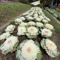 Doi Inthanon Chiangmai Thailand