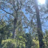 great Otway National park 