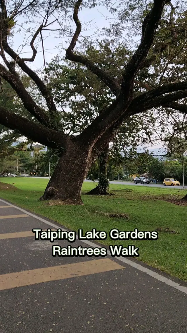 Taiping Raintrees Walk 