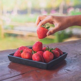 Sleep in a wooden house in a strawberry farm in Chiang Mai
