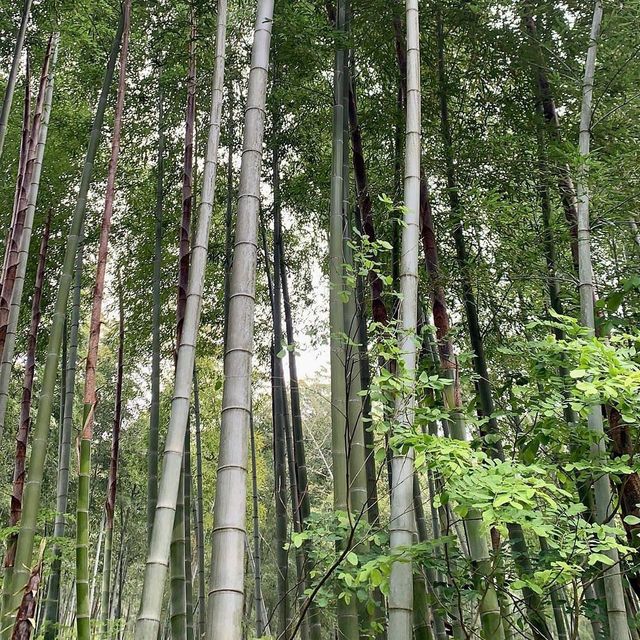 Nanshan Bamboo Sea - Liyang - Changzhou 