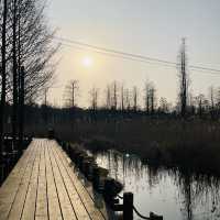 Water Forest, Qingpu🌲🌿