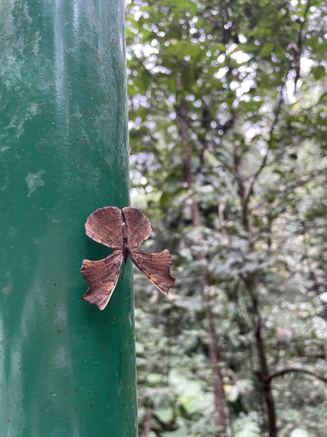 Catch the Details in the Forest