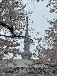 Cherry blossoms 🌸 and sky trees