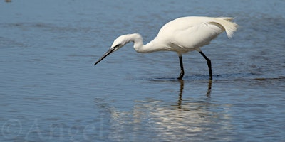 Chesil Wildlife Discovery Walk | Fine Foundation Wild Chesil Centre