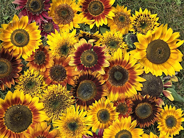 Sunflower Daze | Yard Lane