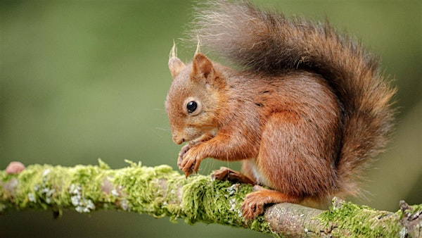 Event: Squirrel safari at Crathes Castle | Crathes Castle, Garden & Estate
