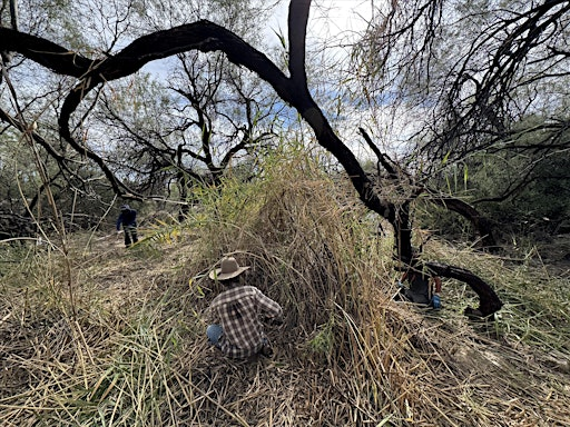 Barrel Spring Arundo Removal (March 18) | Arizona National Golf Club