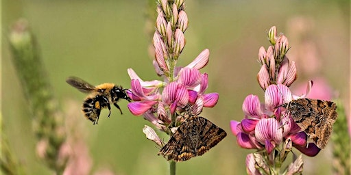 Eco-Explorers - Big Bug Hunt! | Vine Road Recreation Ground