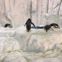 Ocean Park. 