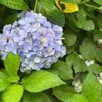 【兵庫県】華観音寺あじさい寺で1万株の紫陽花を愛でる！