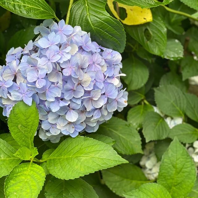 【兵庫県】華観音寺あじさい寺で1万株の紫陽花を愛でる！