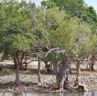 Enjoy the Ocean with Mangroves  in Ragay! 