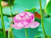 城門谷公園荷花池