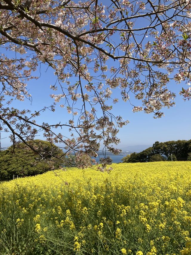 黄色い花道🌼