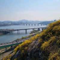 응봉산 개나리 꽃 구경💛