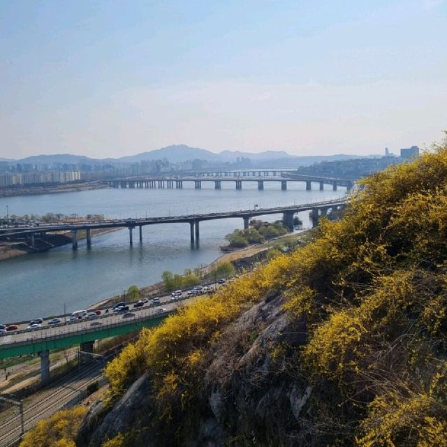 응봉산 개나리 꽃 구경💛