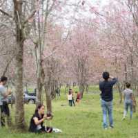 ภูลมโล    ซากุระเมืองไทย จ.เลย