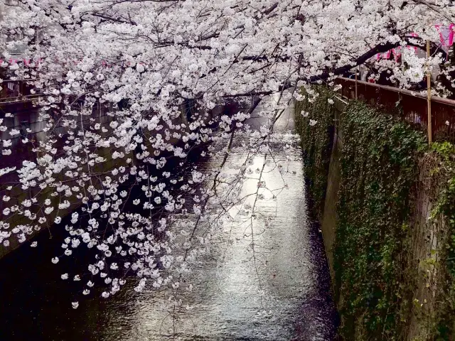 《目黑川》日本賞櫻最前線♡目黑川河畔