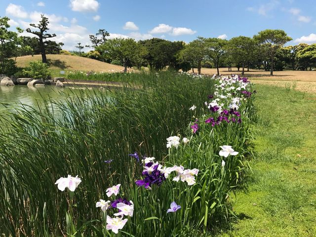 日本海之中道海濱公園花花世界